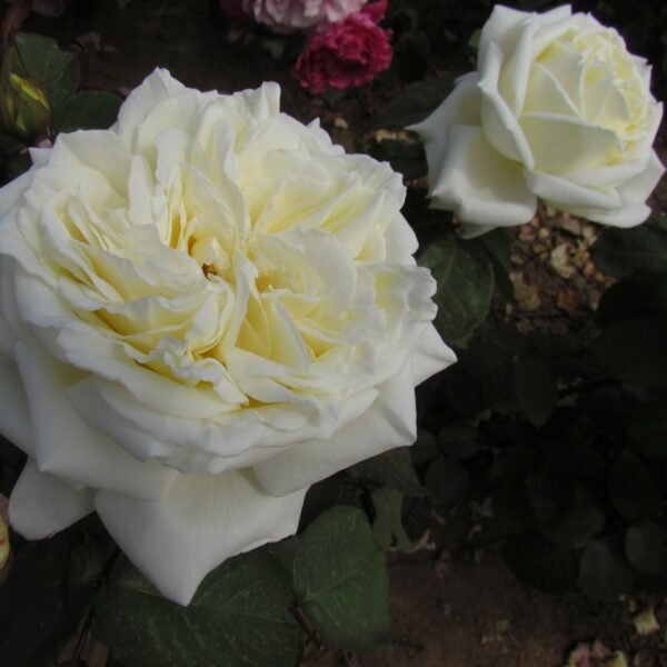 White Parfum de Provence
