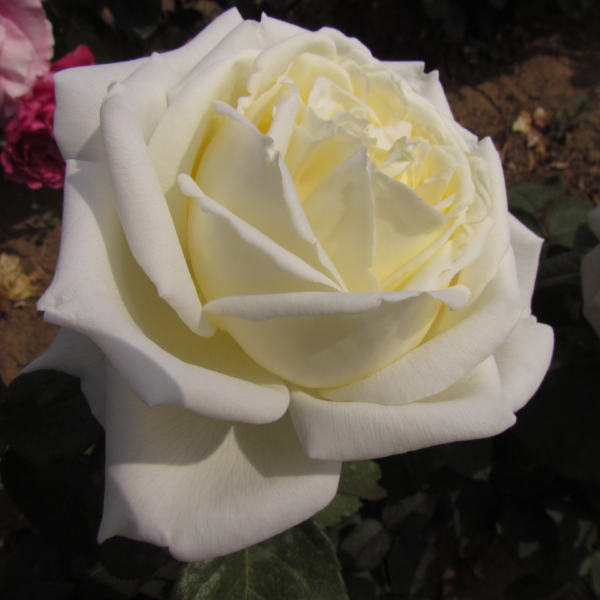 White Parfum de Provence