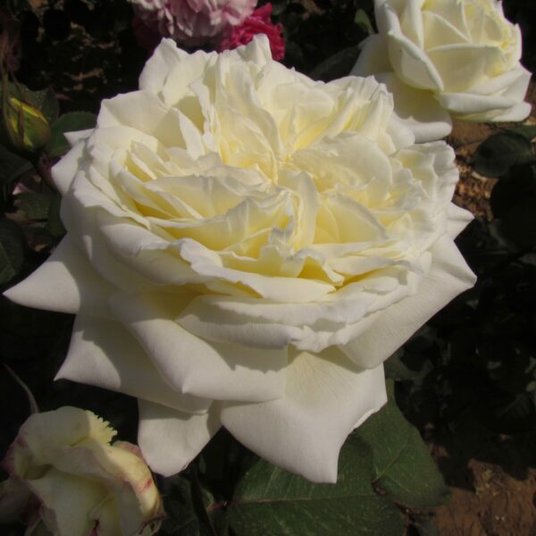White Parfum de Provence