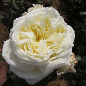 White Parfum de Provence