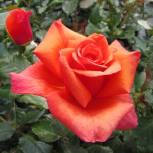 Wonderful You - Image 5