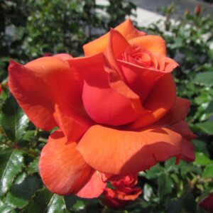 Wonderful You - Image 6
