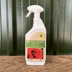Sulphur Rose - Image 5