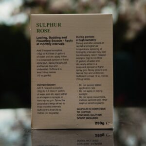 Sulphur Rose - Image 3