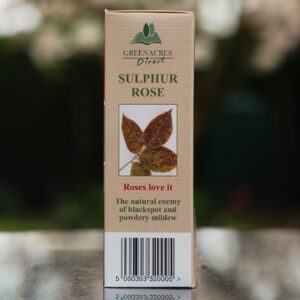 Sulphur Rose - Image 4