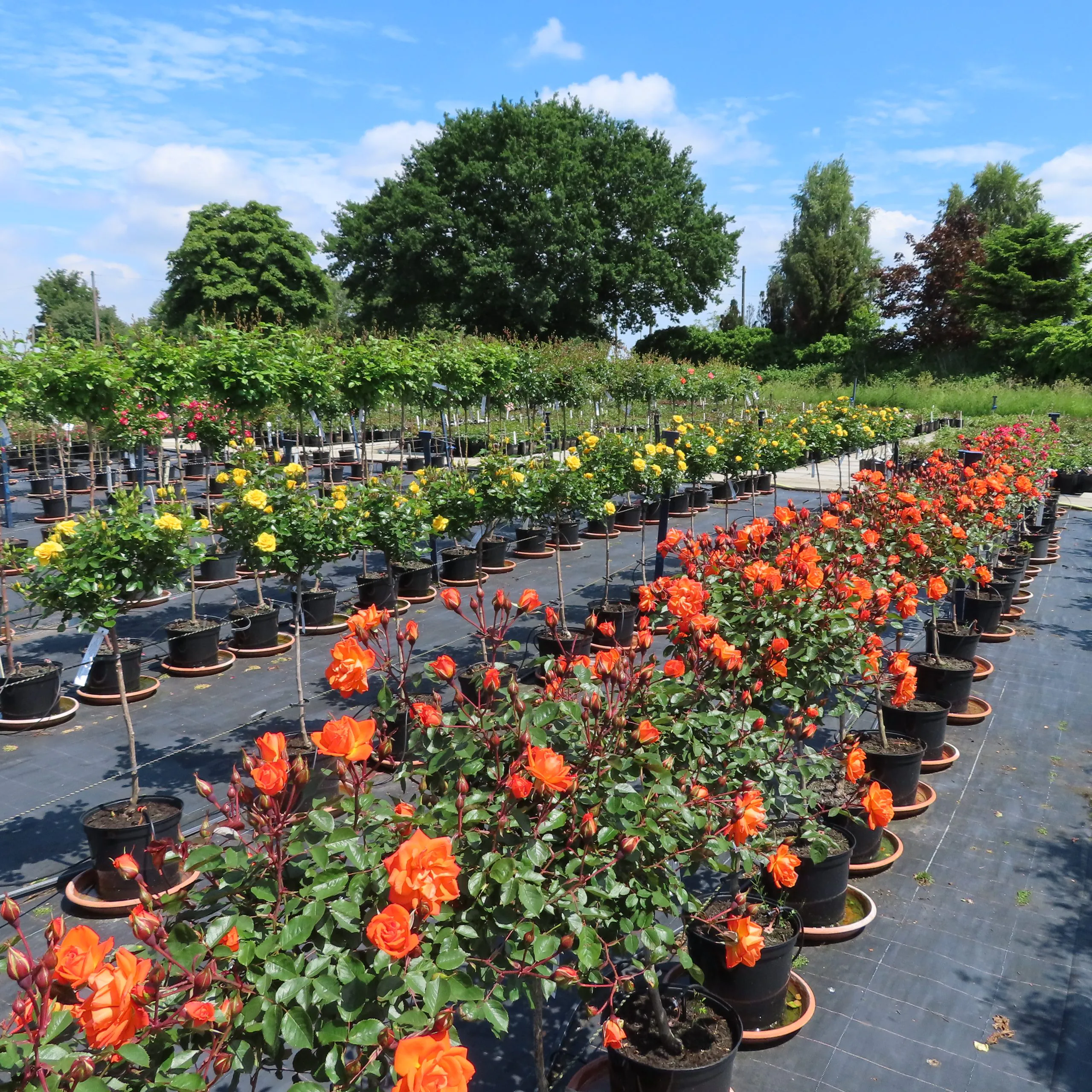 Lincolnshire Rose Growers | Style Roses