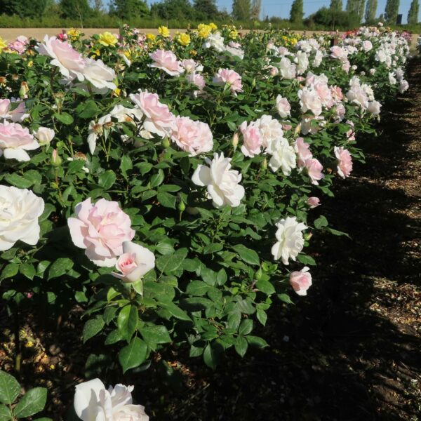 A Whiter Shade of Pale Standard Rose