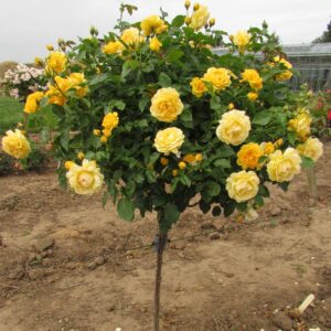 Absolutely Fabulous Standard Rose - Image 2