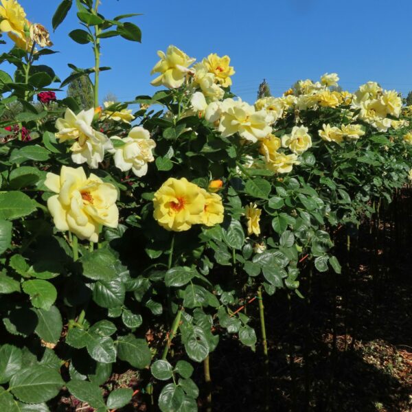 Arthur Bell Standard Rose