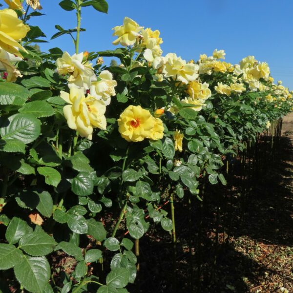 Arthur Bell Standard Rose