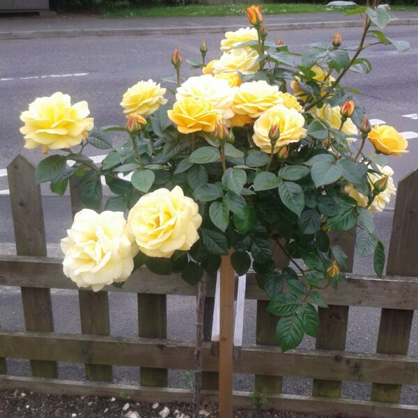 Arthur Bell Standard Rose