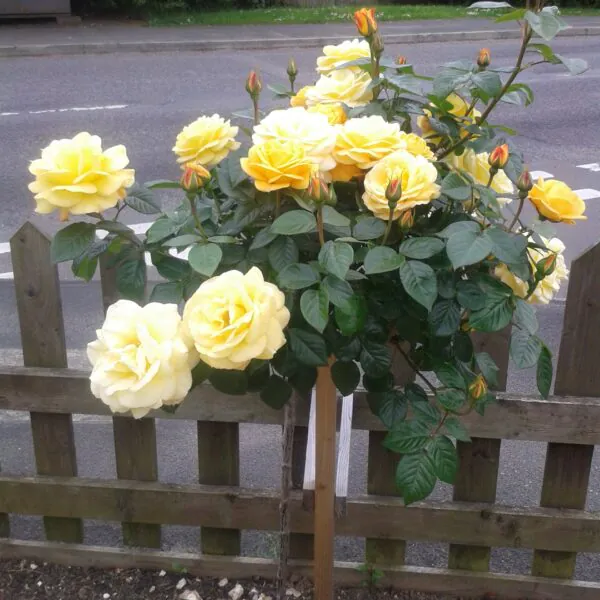 Arthur Bell Standard Rose