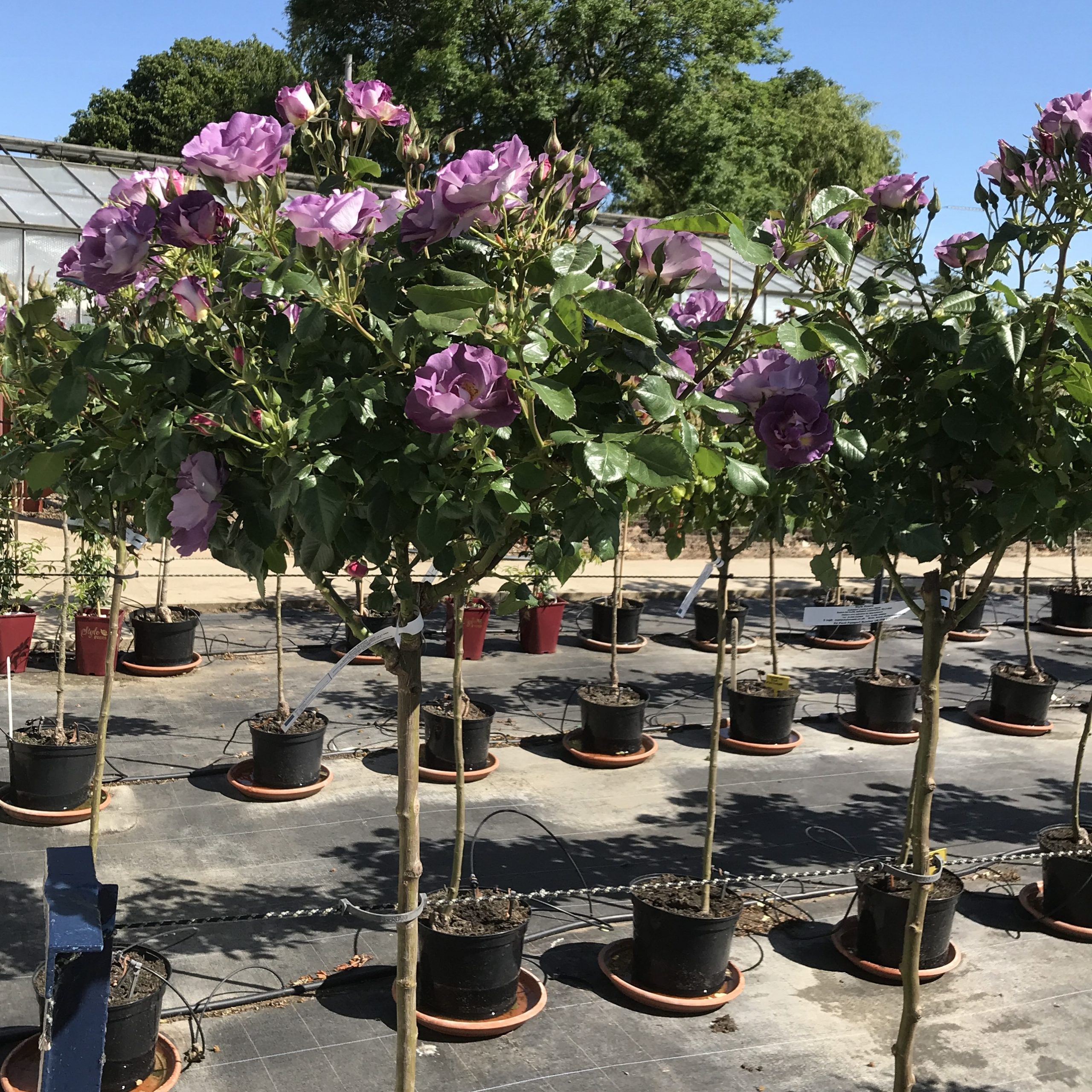 Blue for You Standard Rose Blue for You Standard Rose