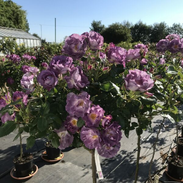 Blue for You Standard Rose