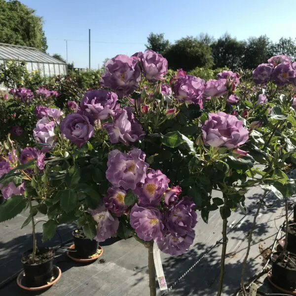 Blue for You Standard Rose