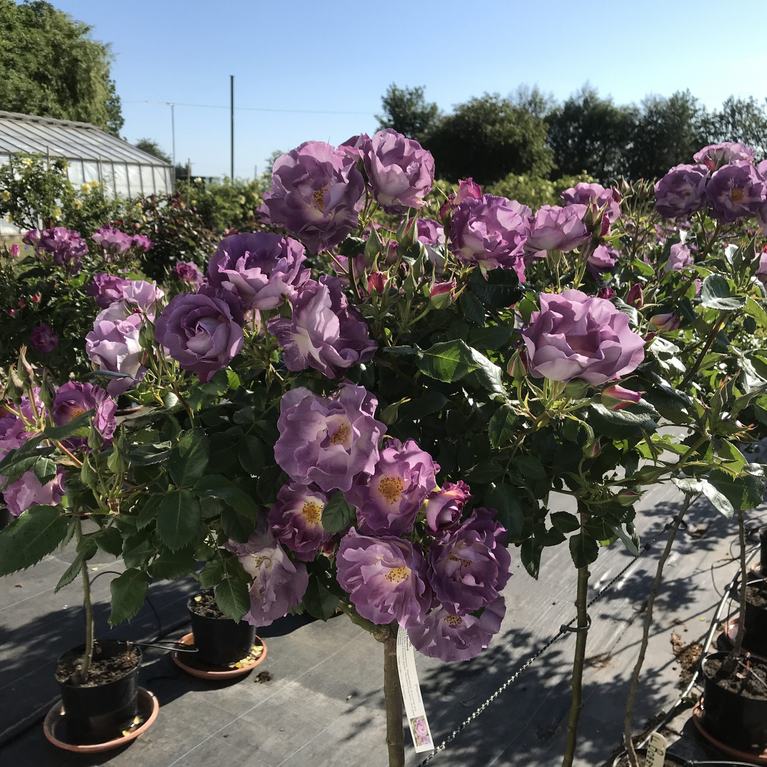 Blue for You Standard Rose Blue for You Standard Rose