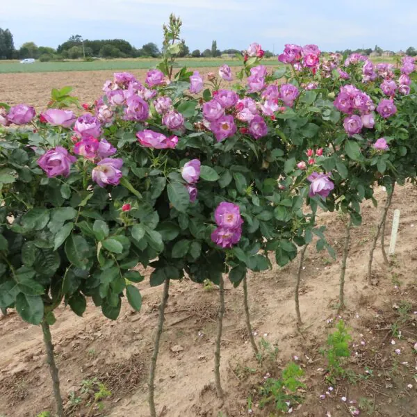 Blue for You Standard Rose