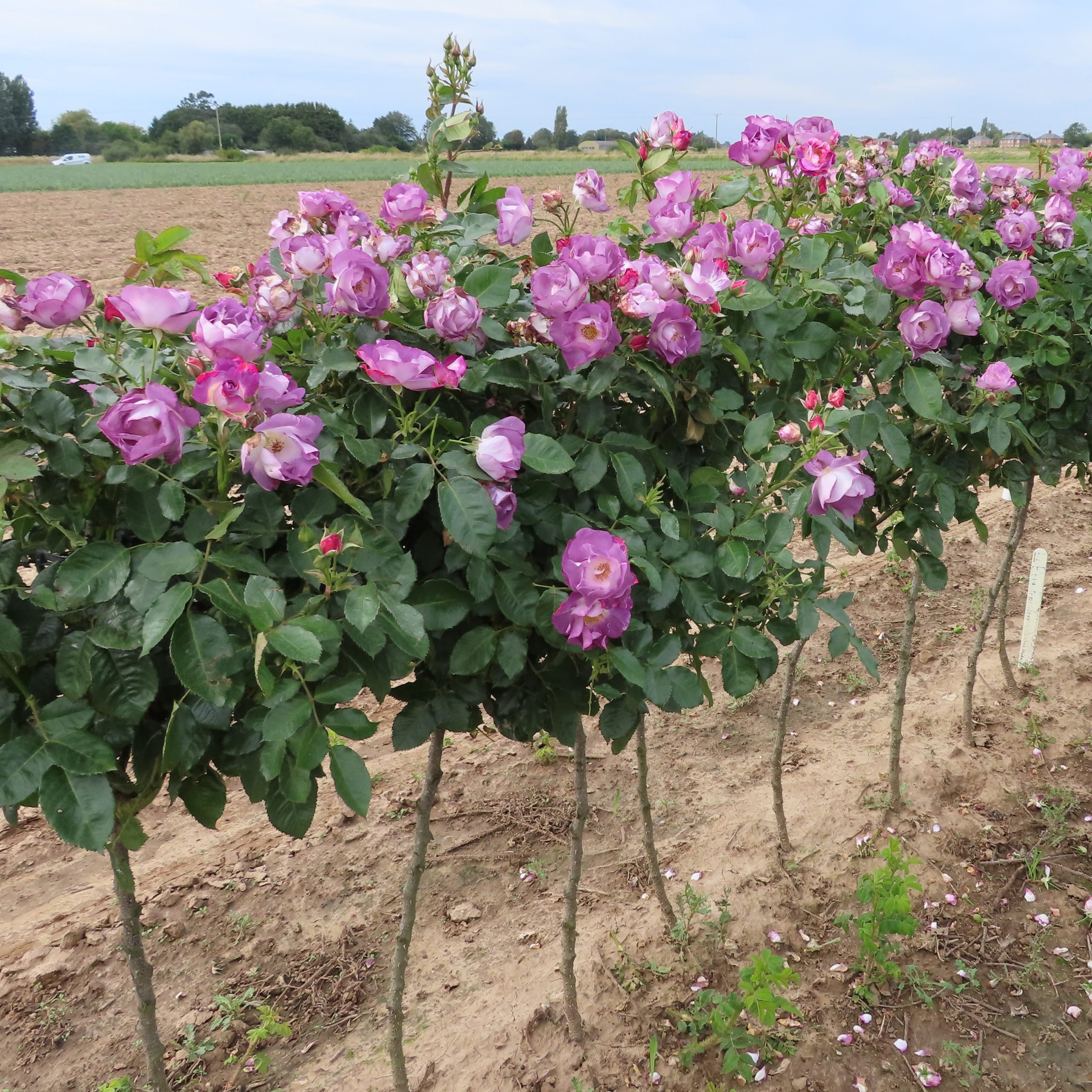 Blue for You Standard Rose Blue for You Standard Rose