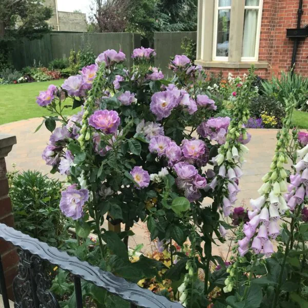Blue for You Standard Rose