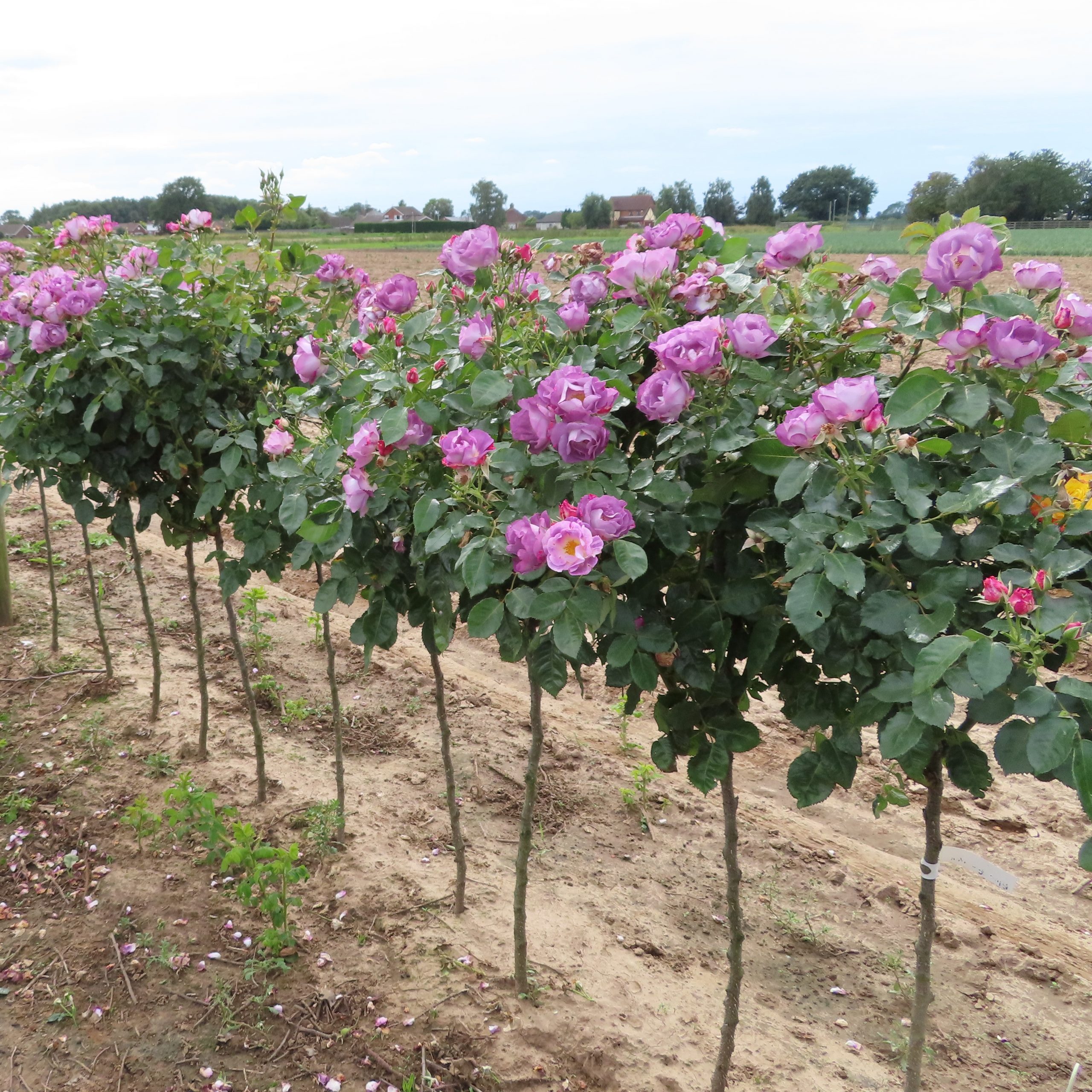 Blue for You Standard Rose Blue for You Standard Rose