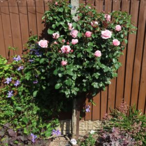 Bride and Groom Standard Rose