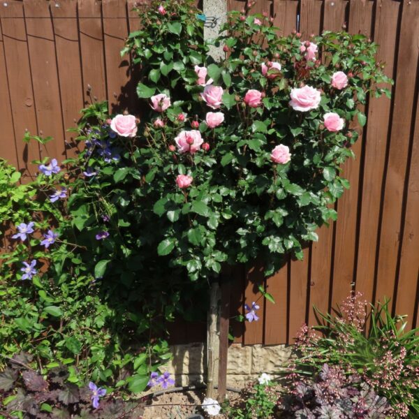 Bride and Groom Standard Rose