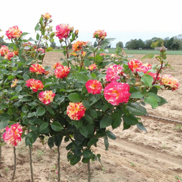 Brushstrokes Standard Rose