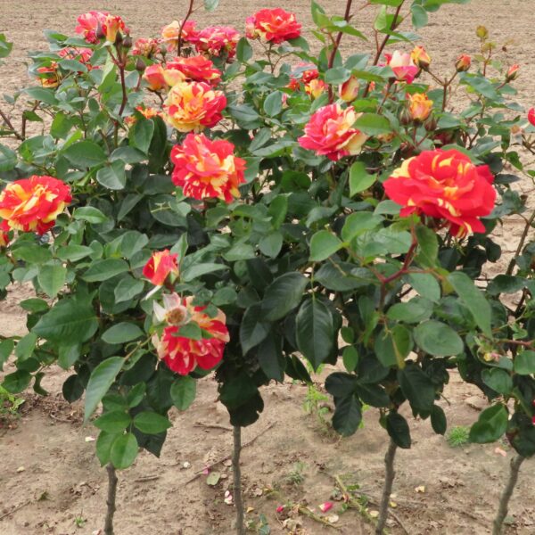 Brushstrokes Standard Rose
