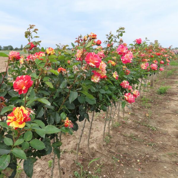 Brushstrokes Standard Rose