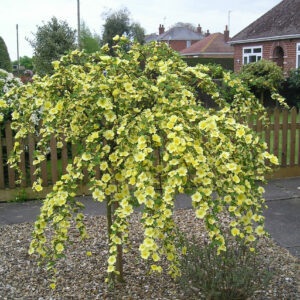 Canary Bird Weeping Standard Rose
