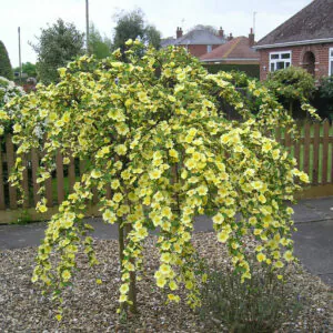 Canary Bird Weeping Standard Rose