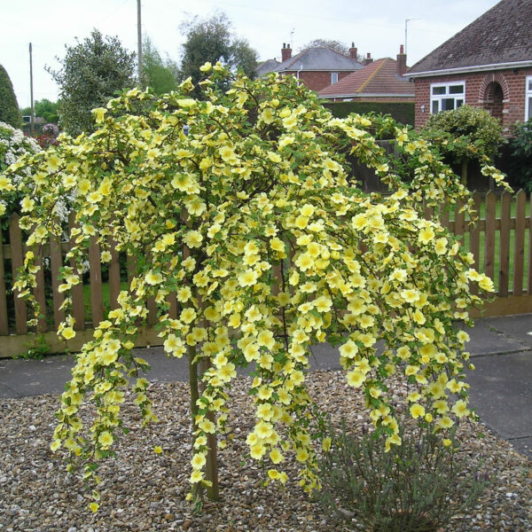 Canary Bird Weeping Standard Rose
