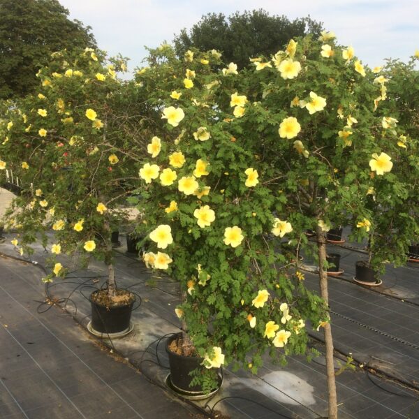 Canary Bird Weeping Standard Rose