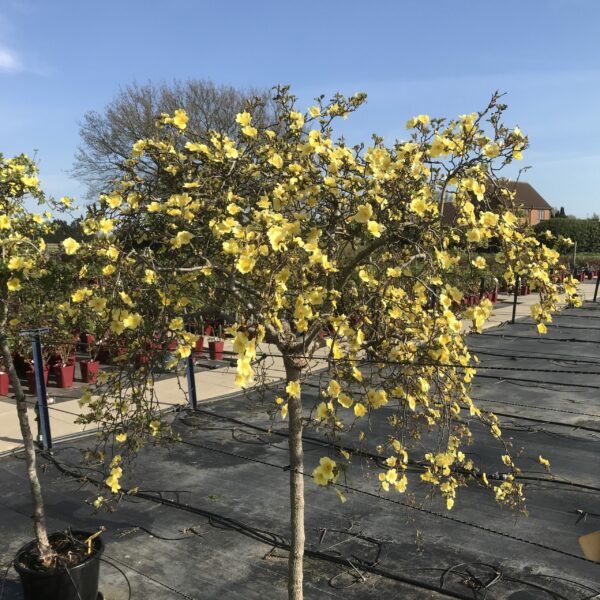 Canary Bird Weeping Standard Rose