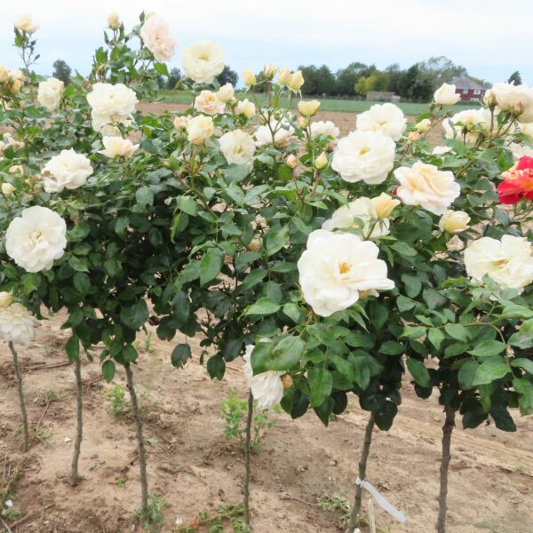 Champagne Moment Standard Rose