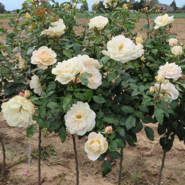Champagne Moment Standard Rose
