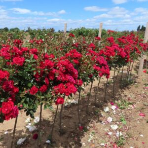 Crimson Sweet Dream Standard Rose - Image 2