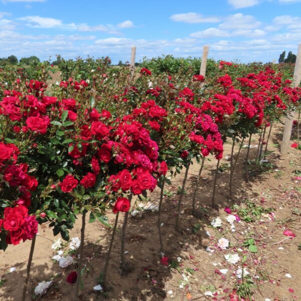 Crimson Sweet Dream Standard Rose