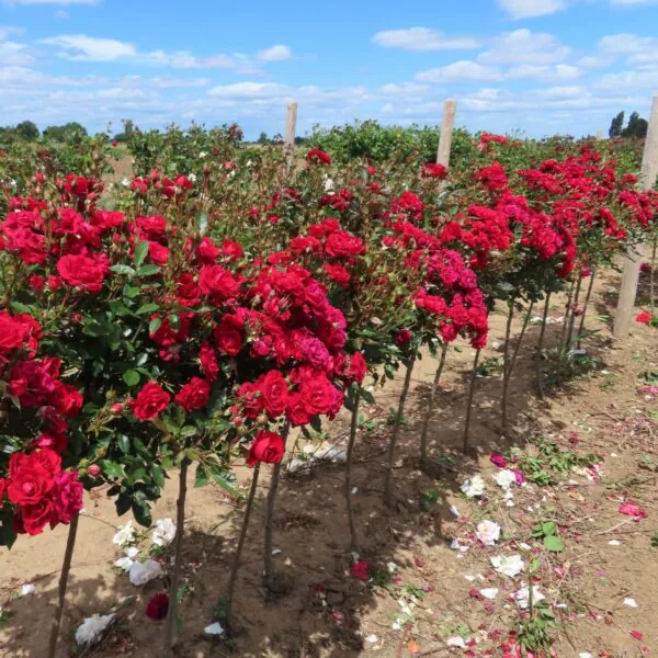 Crimson Sweet Dream Standard Rose