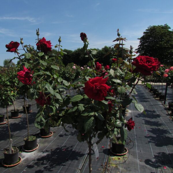 Deep Secret Standard Rose