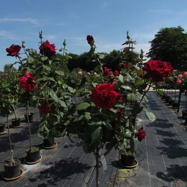 Deep Secret Standard Rose