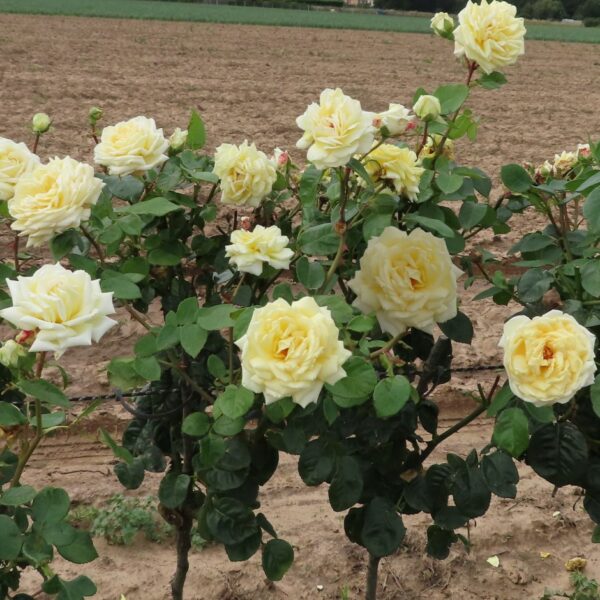 Diamond Wedding Standard Rose