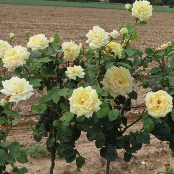 Diamond Wedding Standard Rose