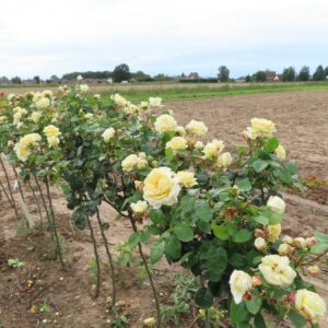 Diamond Wedding Standard Rose