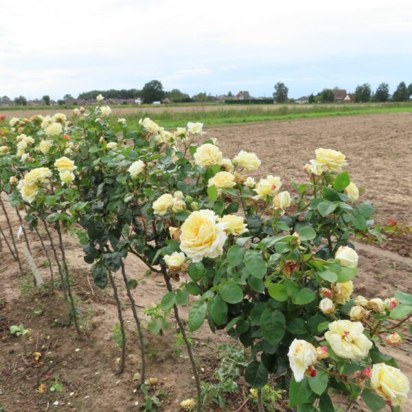 Diamond Wedding Standard Rose