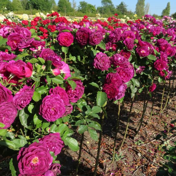 Ebb Tide Standard Rose