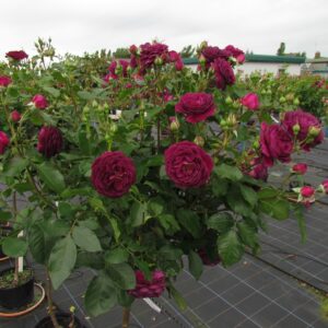 Ebb Tide Standard Rose - Image 2