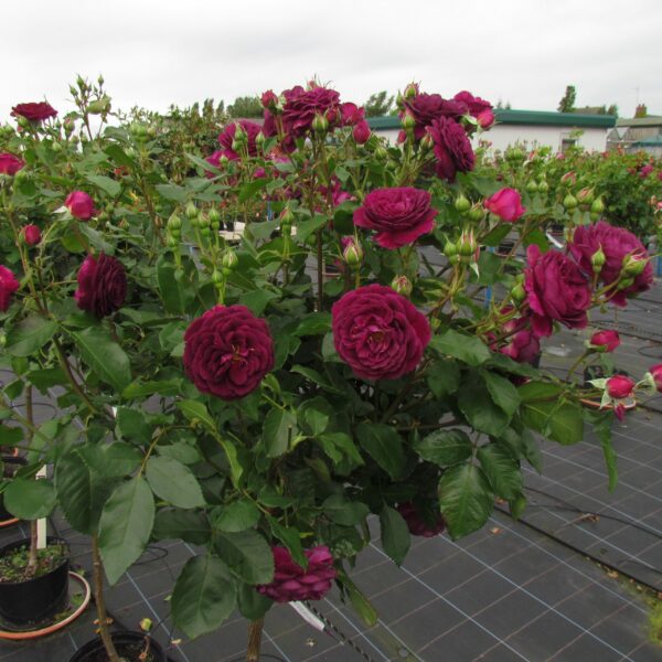 Ebb Tide Standard Rose