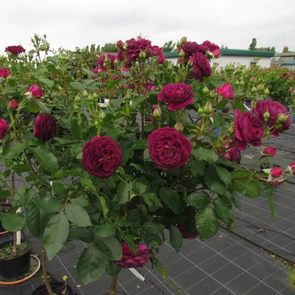 Ebb Tide Standard Rose