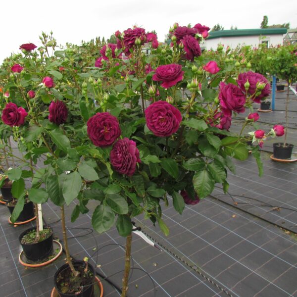 Ebb Tide Standard Rose